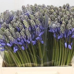 Scilla Blue