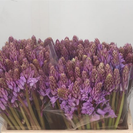 Scilla Pink