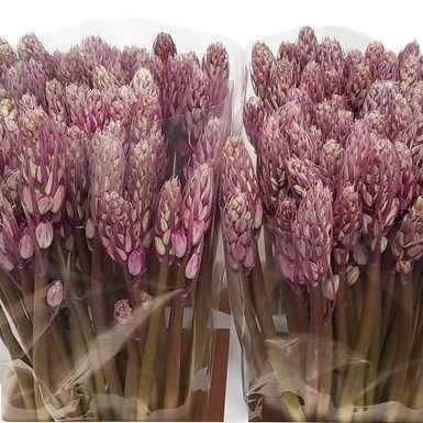 Scilla Pink