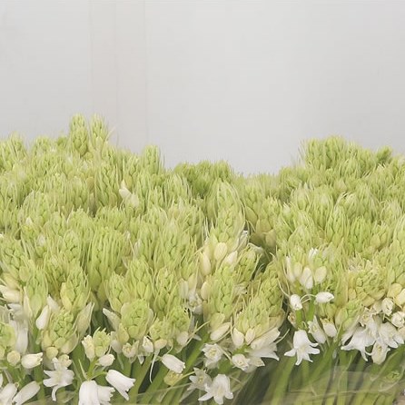 Scilla White City