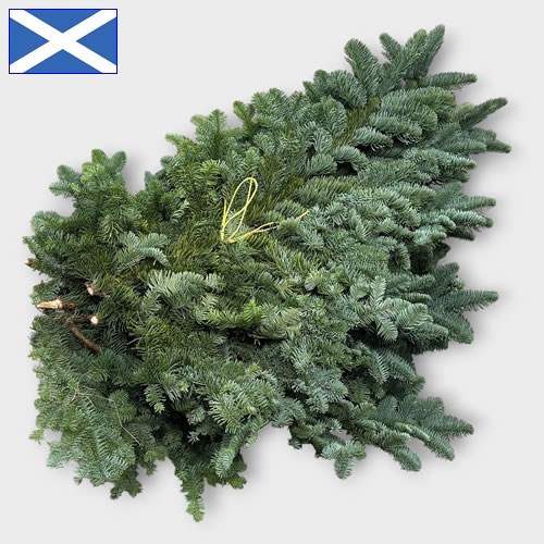 SPRUCE (SCOTTISH) - APPROX. 4.5-5Kg