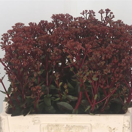 Sedum Aurora