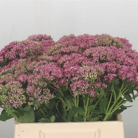 Sedum Carl
