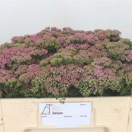 Sedum Carl