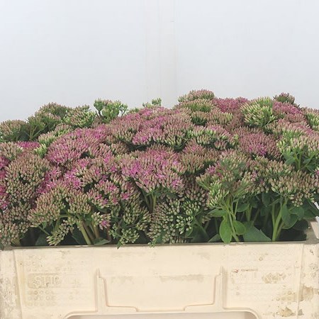 Sedum Carl