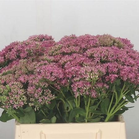 Sedum Carl