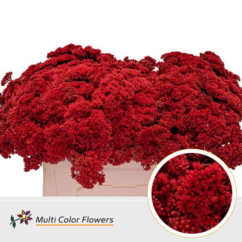 Sedum Dyed Red