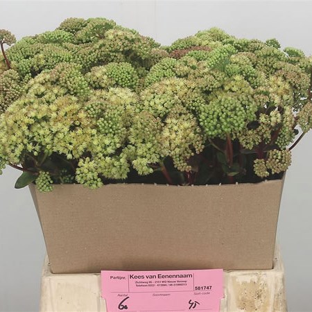 Sedum Eline