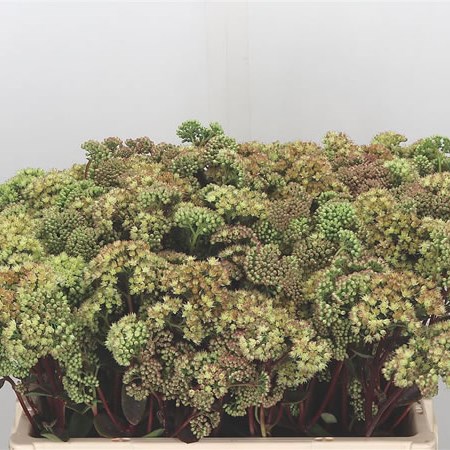 Sedum Eline (Extra)