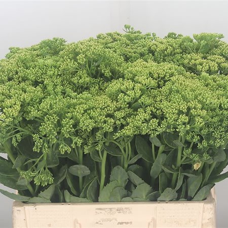 Sedum Herbstfreude