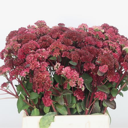 Sedum Magical Lizzy