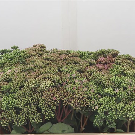 Sedum Matrona