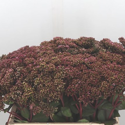 Sedum Matrona
