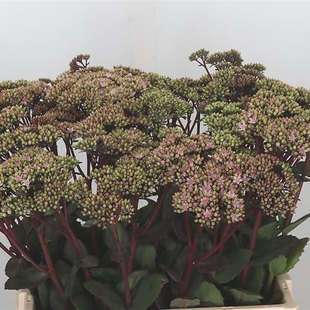 Sedum Matrona