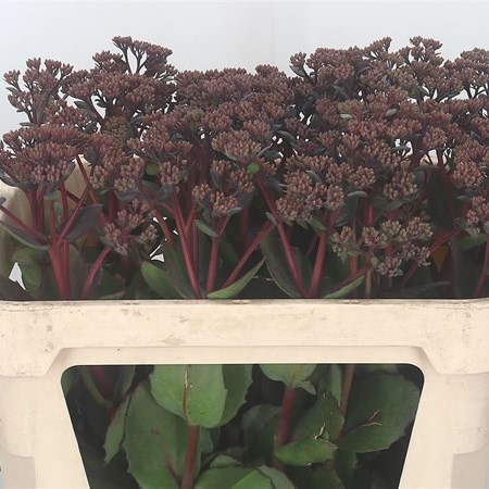 Sedum Matrona