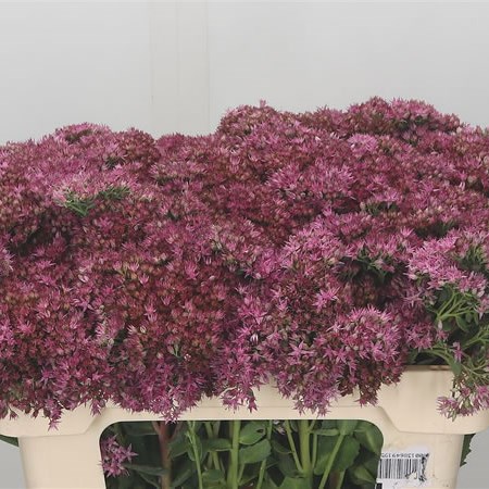 Sedum Pink Beauty