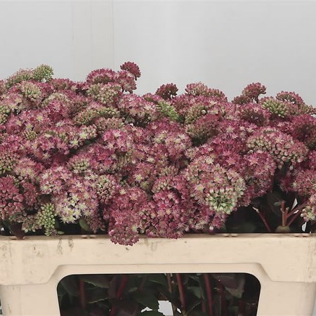 Sedum Red Rainbow