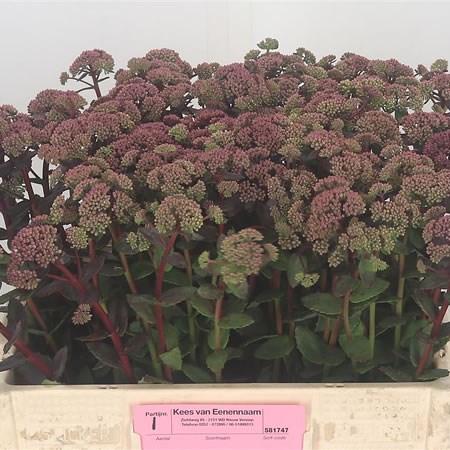 Sedum Red Rainbow