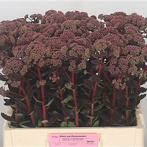 Sedum Red Rainbow