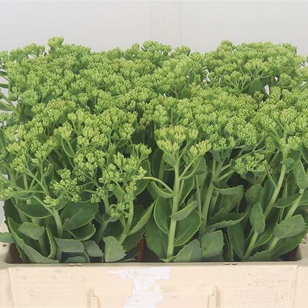 Sedum Spectabile