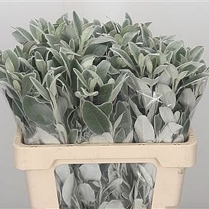Senecio Full Moon (Dusty Miller)