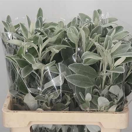 Senecio Full Moon (Dusty Miller)
