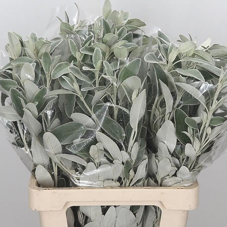 Senecio Full Moon (Dusty Miller)