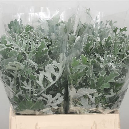 Senecio Maritima (Dusty Miller)