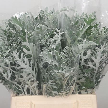 Senecio Maritima (Dusty Miller)