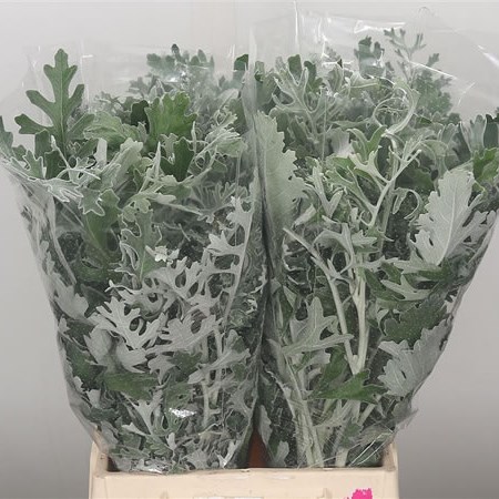 Senecio Maritima (Dusty Miller)