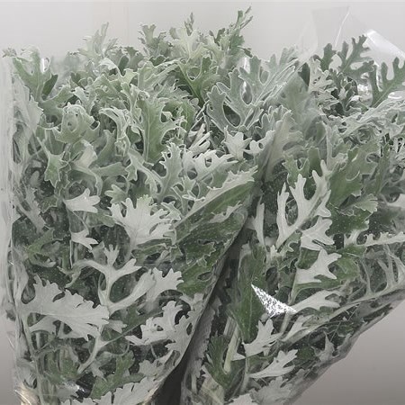 Senecio Maritima (Dusty Miller)