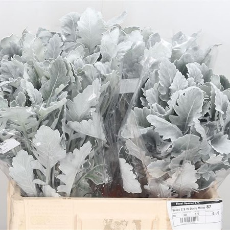 Senecio Maritima New Look  (Dusty Miller)