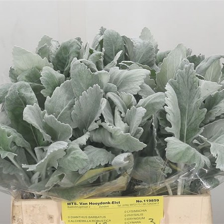 Senecio Maritima New Look (Dusty Miller)