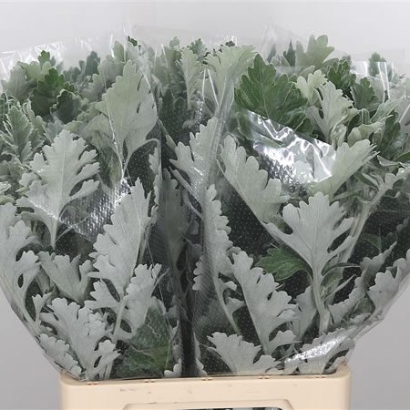 Senecio Silver Antonia (Dusty Miller)