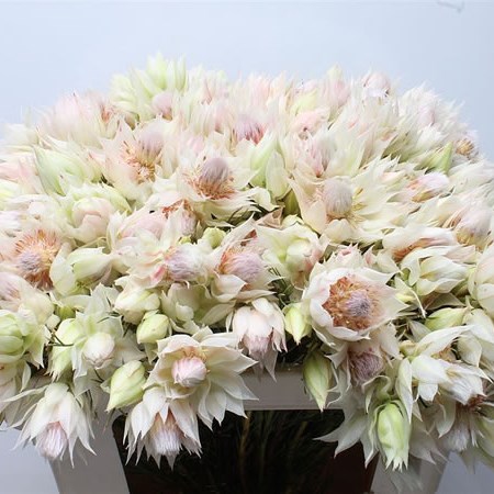 Serruria Blushing Bride