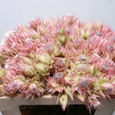 Seruria Blushing Bride Pink