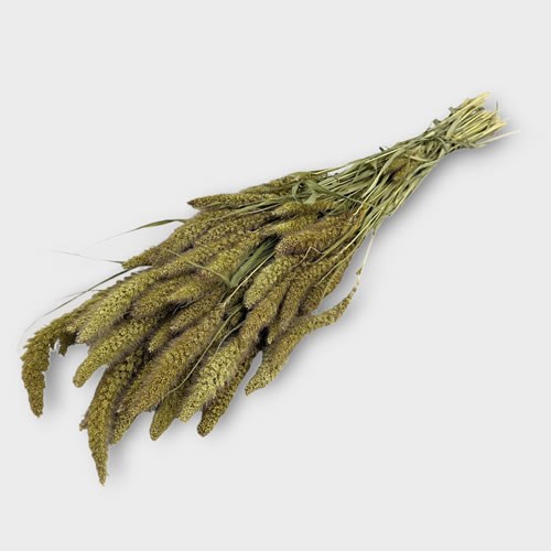 Setaria Grass Natural (Dried)