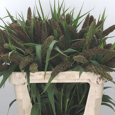 Setaria Italica Big Mama Grass