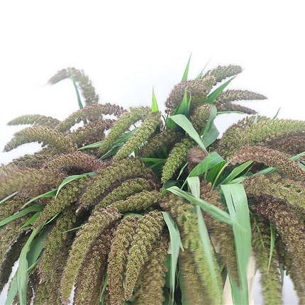 Setaria Italica Big Mama Grass
