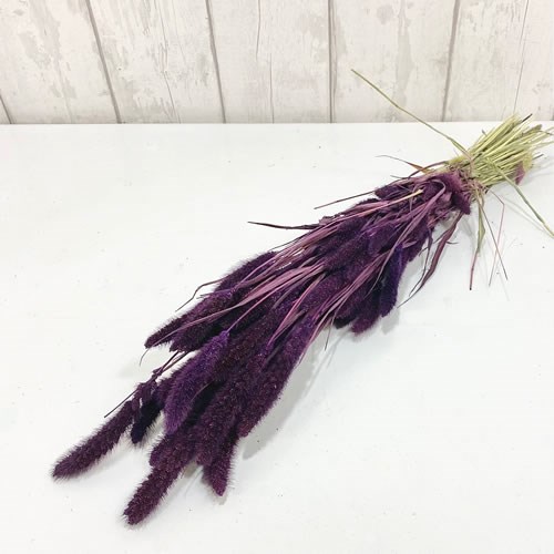 Setaria Italica Grass Dyed Purple (Dried)