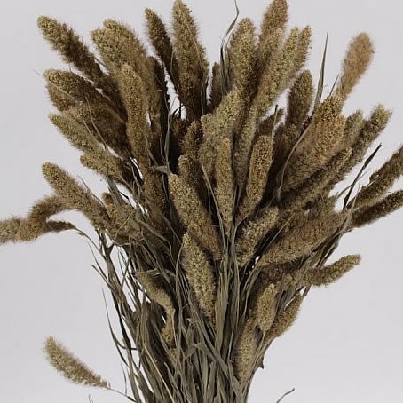 Setaria Italica Highlander