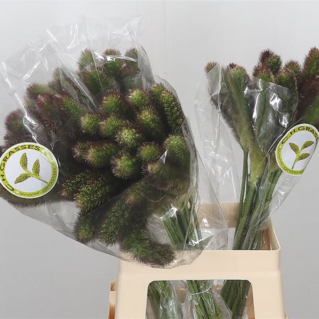 Setaria Italica Noam