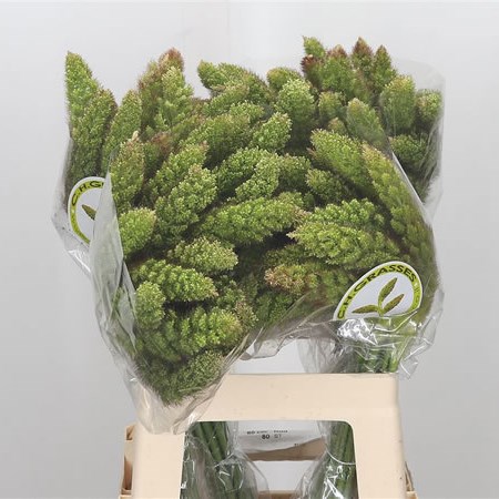 Setaria Italica Tomer Grass
