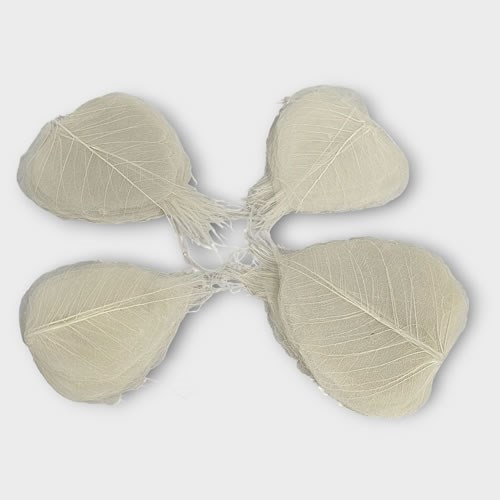 Skeleton Leaves x 200 - Bleached 