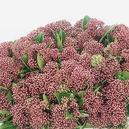 Skimmia Giant Pink