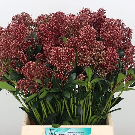Skimmia Japonica Rubella