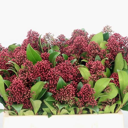 Skimmia Japonica Rubella
