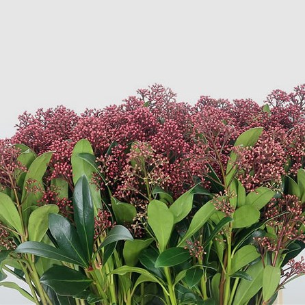 Skimmia Japonica Rubella
