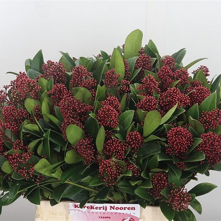 Skimmia Japonica Rubella