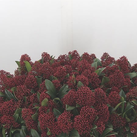 Skimmia Japonica Rubella